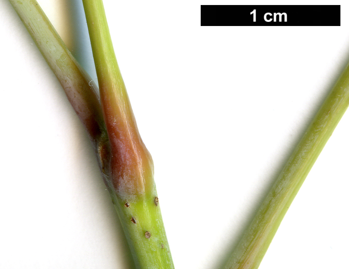 High resolution image: Family: Sapindaceae - Genus: Acer - Taxon: negundo - SpeciesSub: subsp. interius